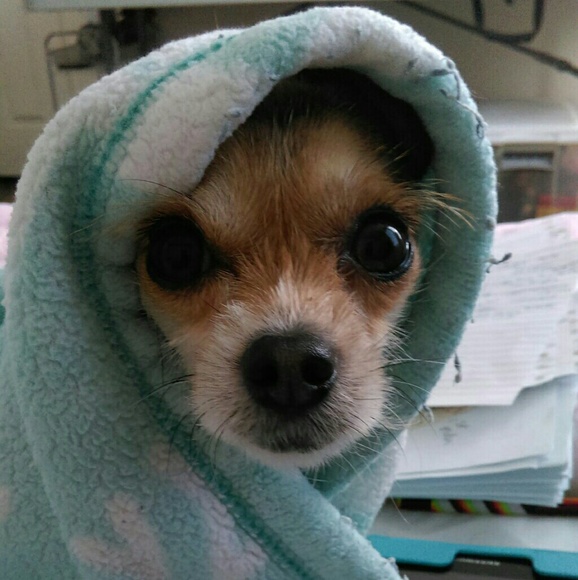 Meet your Posher, Pam - Picture 2 of 8